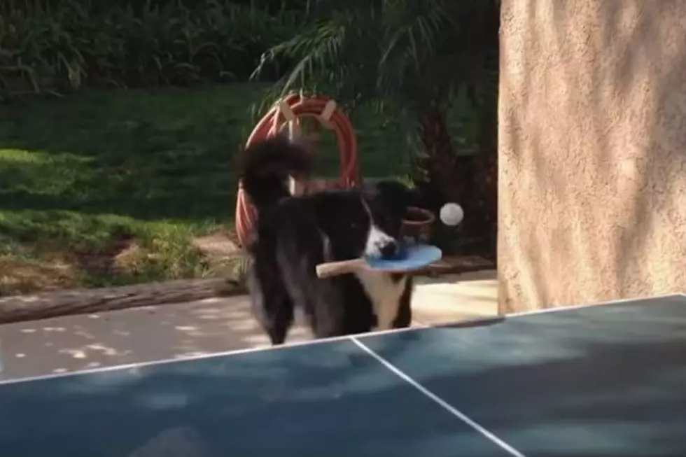 You Know You Want to Watch a Dog Play Ping Pong [VIDEO]