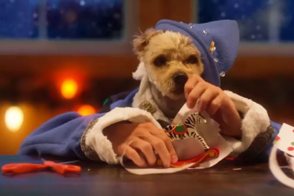 Dogs & Cats with Human Hands Dressed as Christmas Elves [VIDEO]