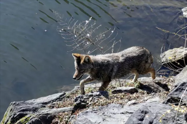 Authorities Euthanize Potentially Rabid Coyote in Somersworth