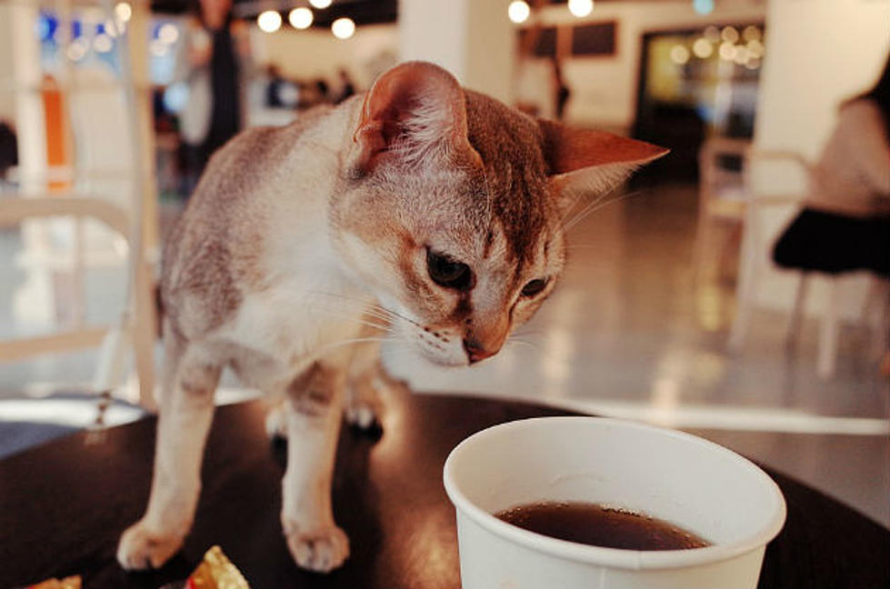 Cat Cafe Could be Opening in the Boston Area