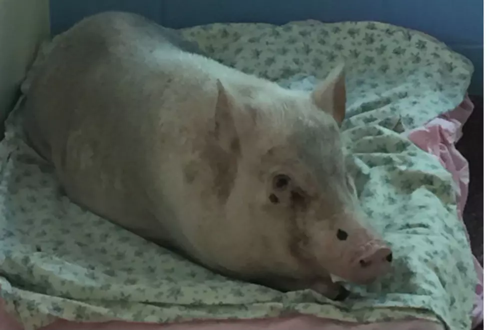 UPDATE: Missy, the Pig Has Been Adopted