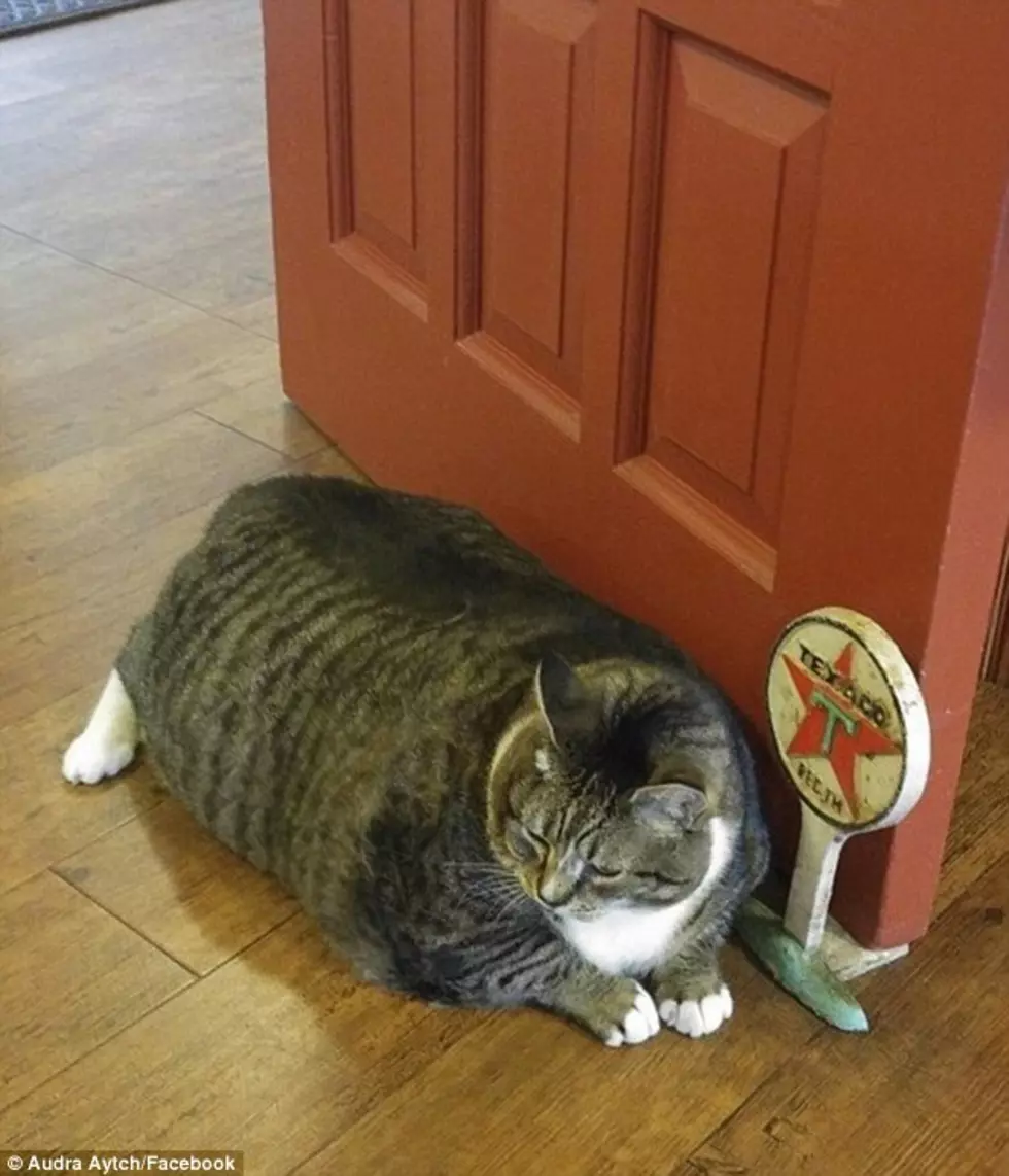 Meet New Hampshire’s Newest Viral Star: A Really, Really Fat Cat