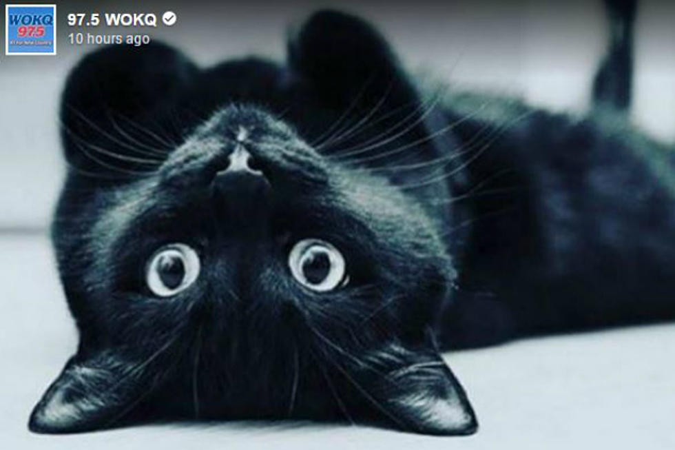 WOKQ Listeners Shared Photos Of Their Black Cats For National Black Cat Day And They Are Purrrfect