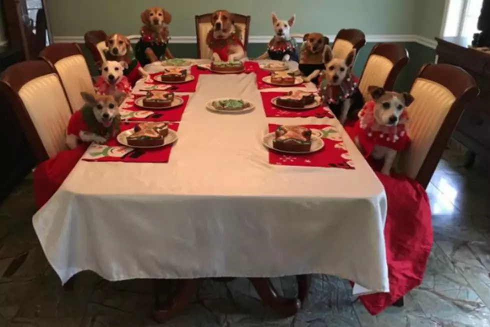 Nine Pups Sitting Around A Table In Christmas Sweaters Might Be The Best Christmas Card You Have Ever Seen [VIDEO]