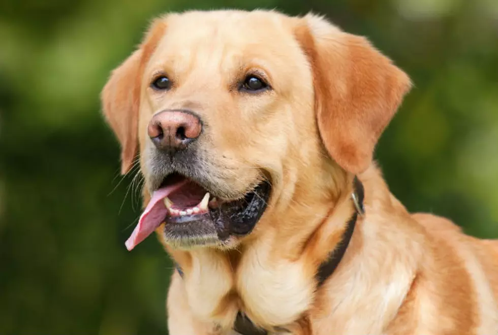 Paws Under Patrol: Cops Say No Dogs on Popular Maine Beach