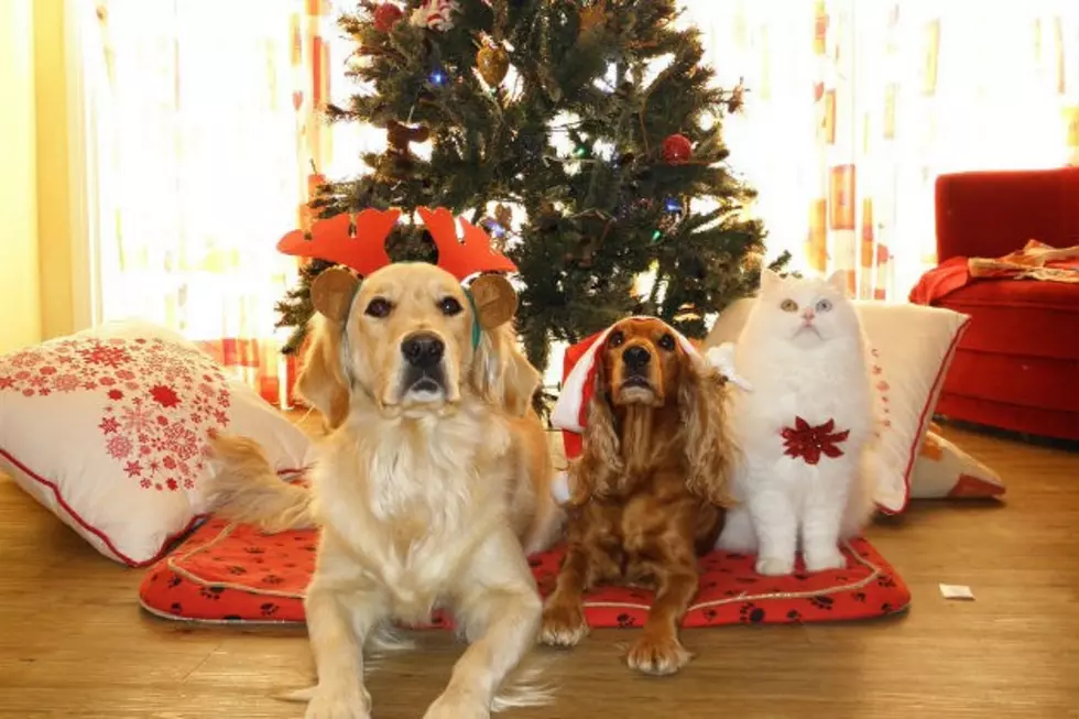 Keeping Your Pets Safe this Holiday Season