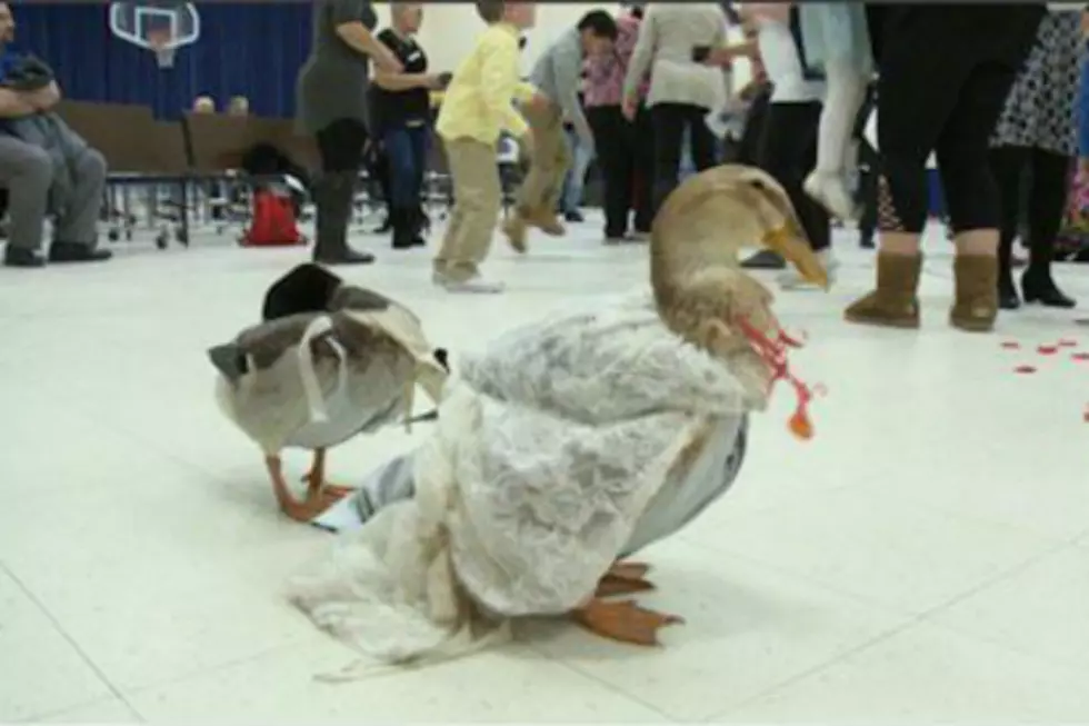 Kindergarden Class in Manchester NH held a Wedding Ceremony for Two Ducks