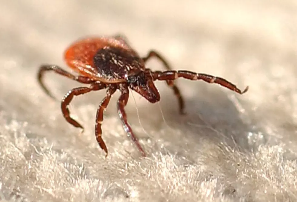 New Killer Tick-Borne Disease Spreading Through Southern Maine