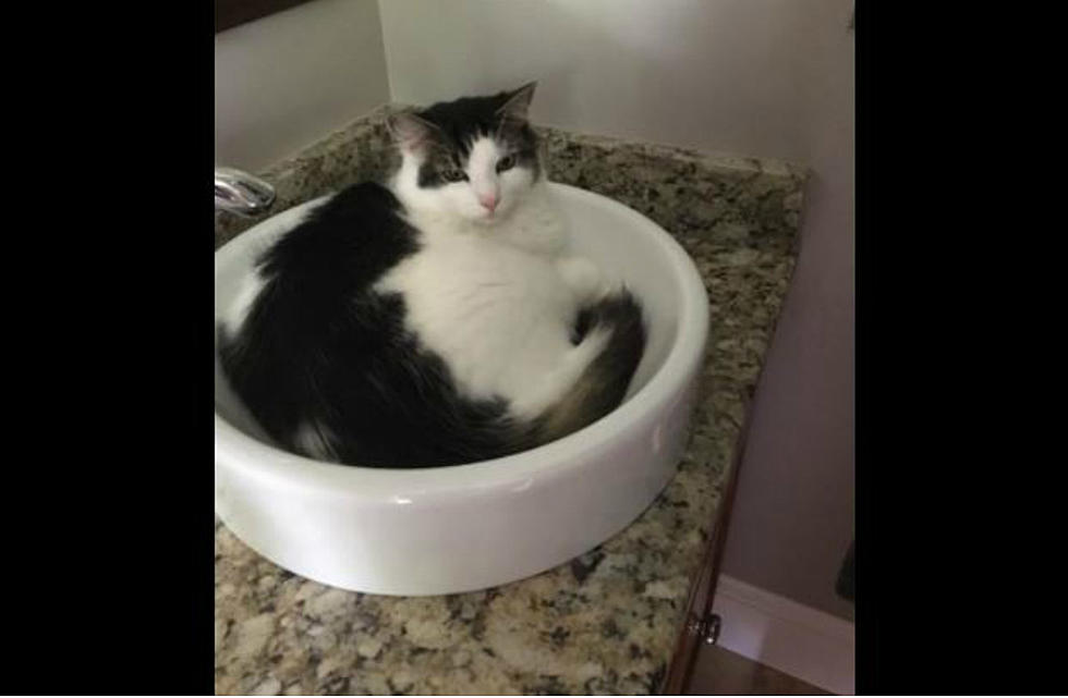Candia, New Hampshire Kitty Missing Since Yesterday At 3 PM