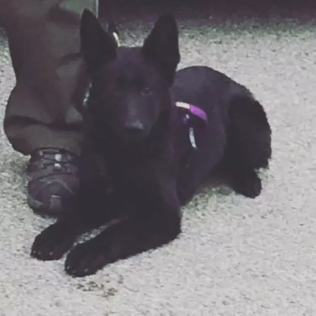 Meet Rey, The Newest Police Officer in Farmington, NH