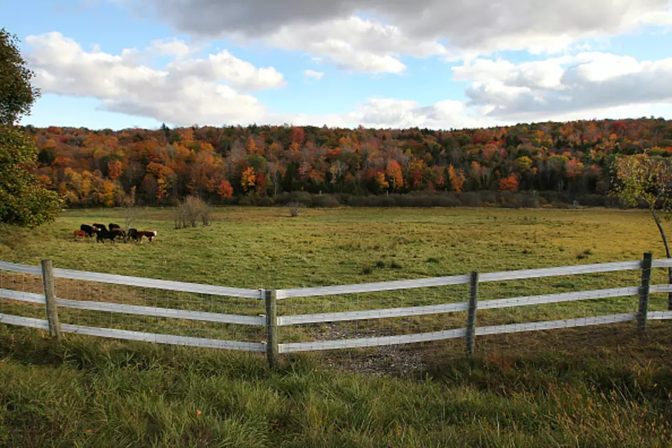 Every Cheese Lover Should Visit This NH Farm