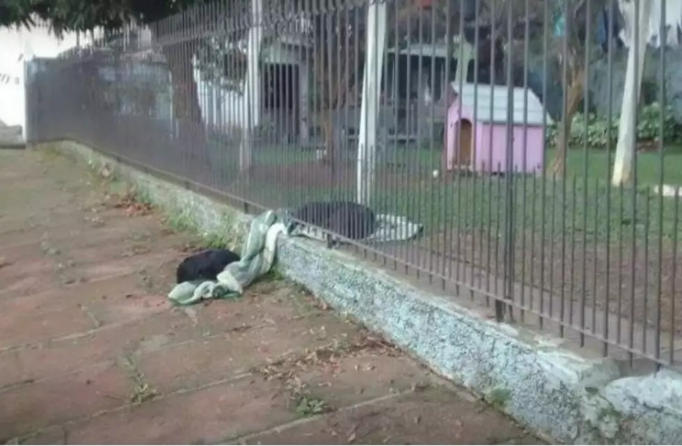 This Dog Shared Her Blanket With a Homeless Dog in the Street