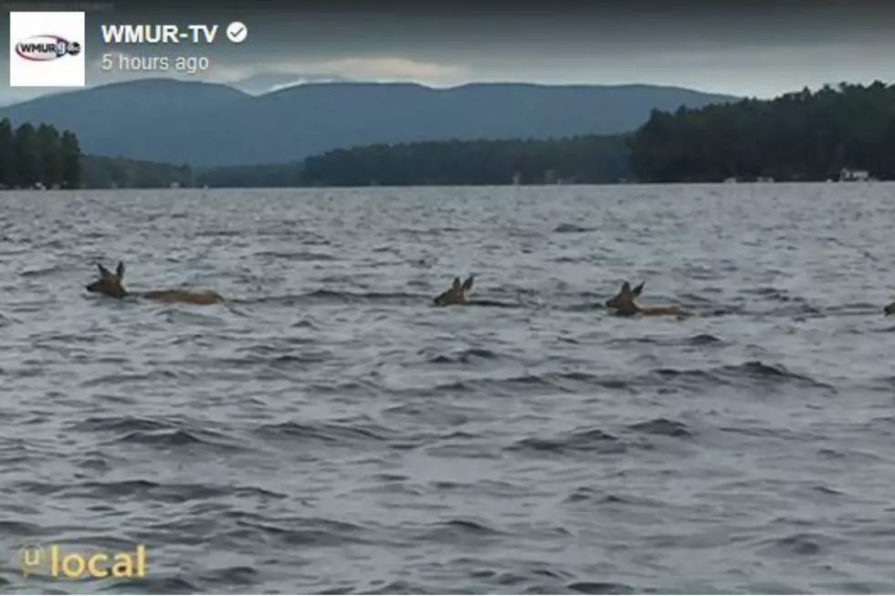 Check Out This Mama Deer and Her Baby Fawns Swimming in Lake Winnipesaukee