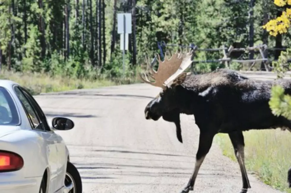 Moose Caught on Video at Tanger Outlets in Tilton, New Hampshire