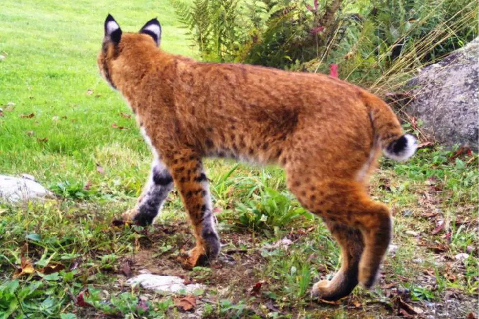 3 Different Bobcats Spotted Wandering Around Keene, NH 
