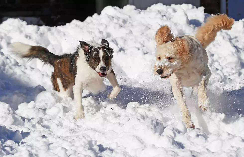 Tips For Keeping Your Dog Safe During A New Hampshire Winter
