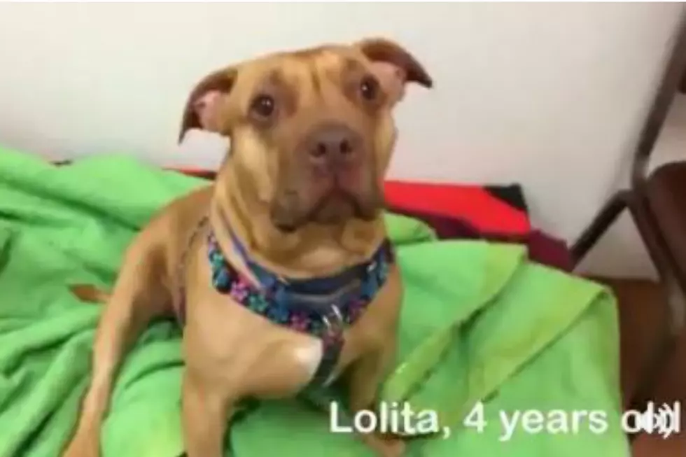 Give Sweet Lolita From Conway Area Humane Society a Home for the Holidays