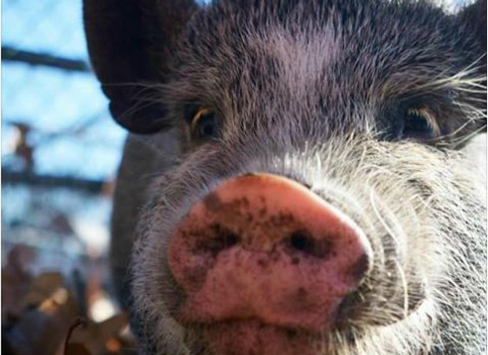 Sweet Pot Bellied Pig From NH SPCA Needs a New Home