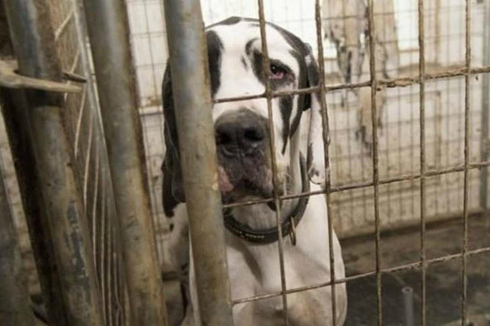 Happy Homes Were Found For 20 Great Danes Seized From NH Woman