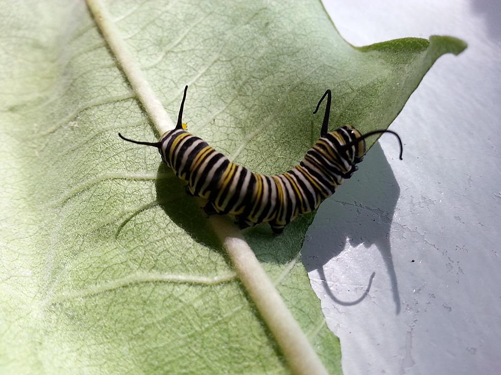The Case Of The Missing Monarch Caterpillar Has Been Solved!