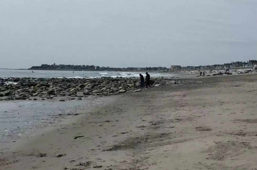 Creepy Crawlies Converge Along the Shore at Hampton Beach
