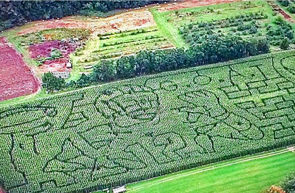 This Massachusetts Farm Has A Tom Brady Themed Corn Maze