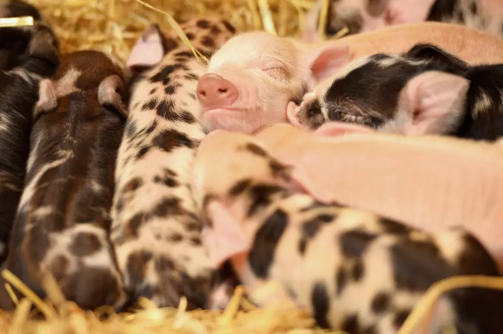 Please Help Rescue These Mini-Pigs Before They’re Euthanized
