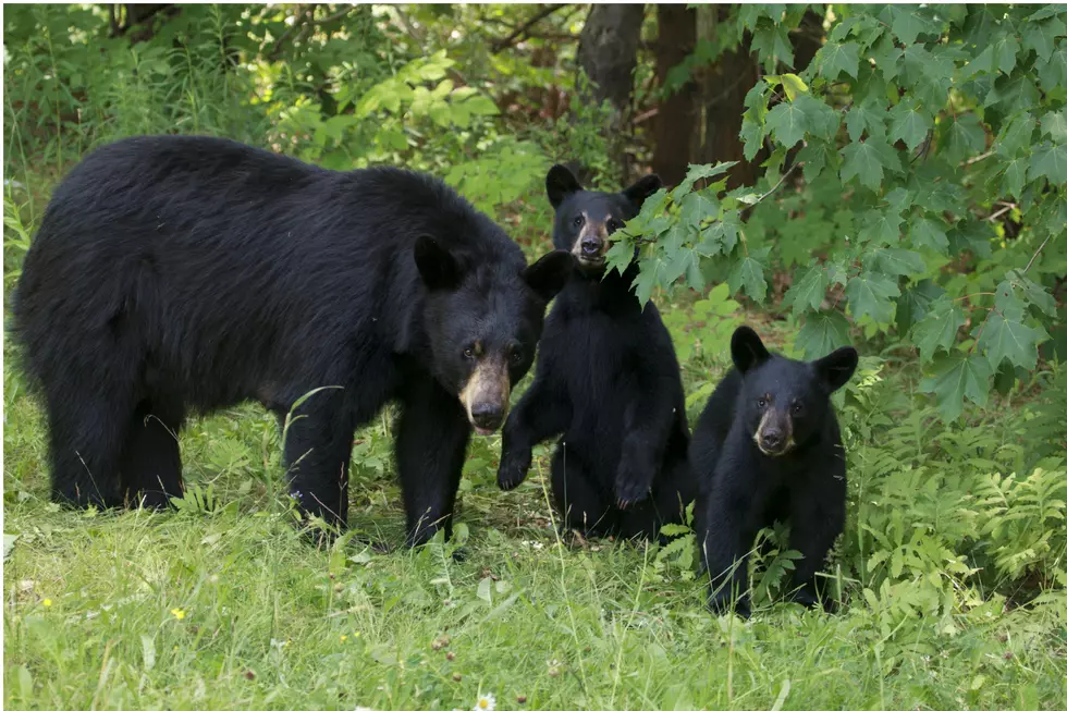 A Wells, Maine Family Had A Breakfast Date With A Family of Black Bears