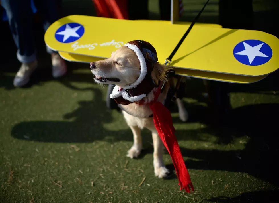 These Pets Are Ready For Halloween In New Hampshire & Maine