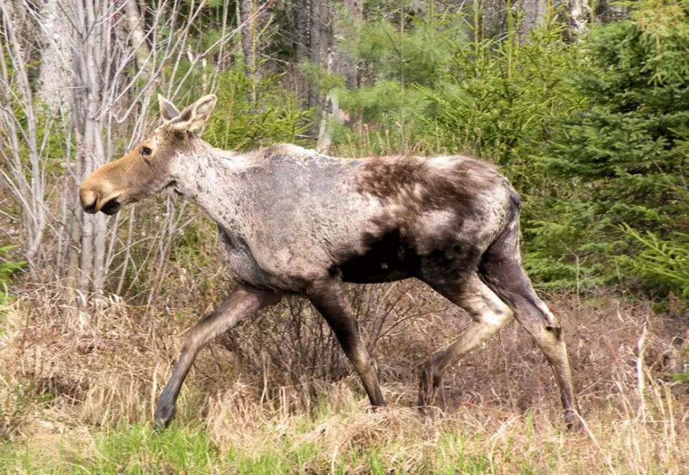 The NH Moose Population Is Under Attack By Winter Ticks