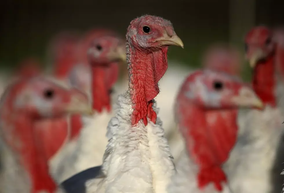 Governor Sununu Pardons 18-pound Turkey From Sanbornton