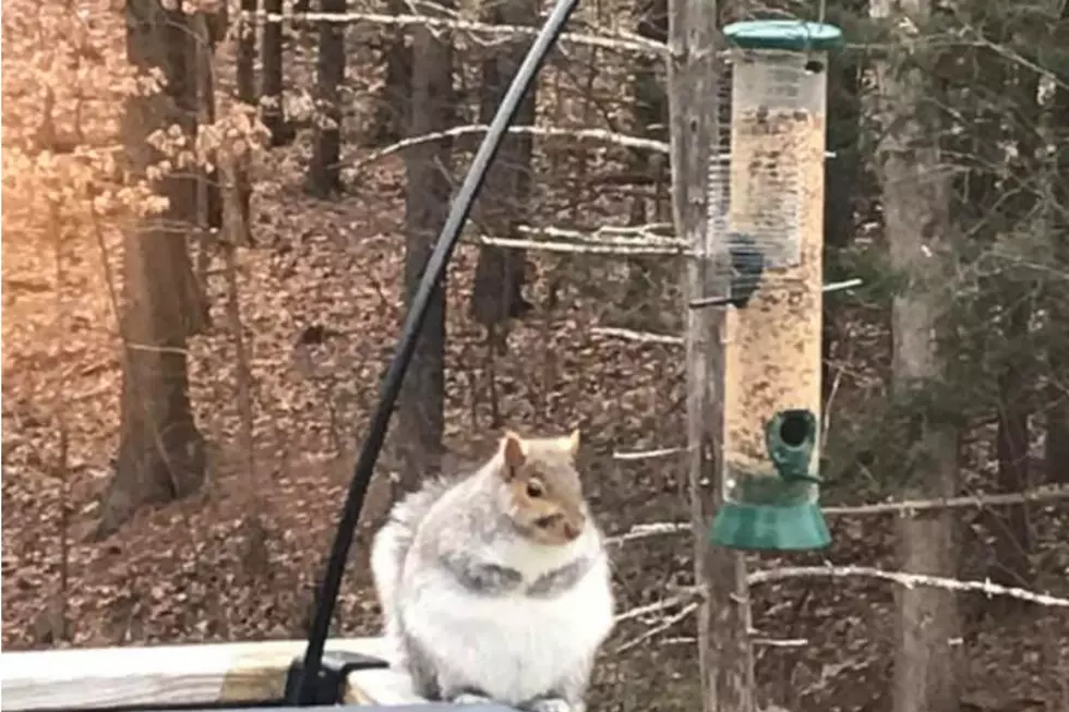 Meet Chubskins, The Fattest Squirrel In All Of New Hampshire