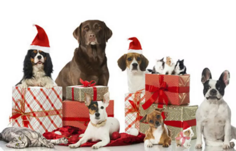 Cocheco Valley Humane Society Needs Your Help This Holiday Season