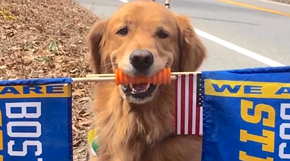 "Spencer" The Boston Strong Dog Returned For Today's Marathon   