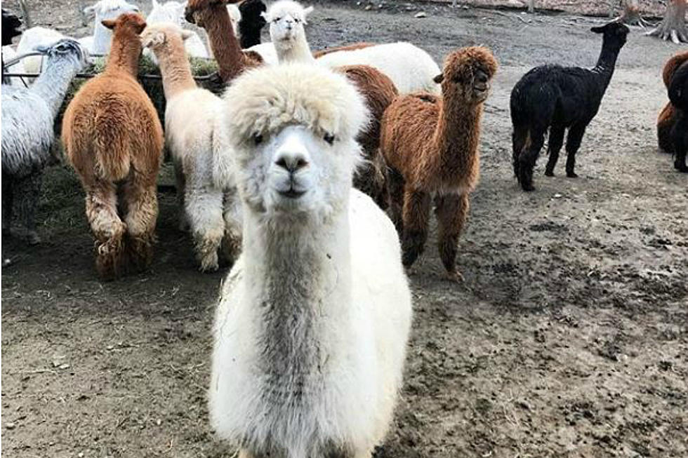 Win a Snuggly Alpaca Blanket from Chio and Kira in the Morning