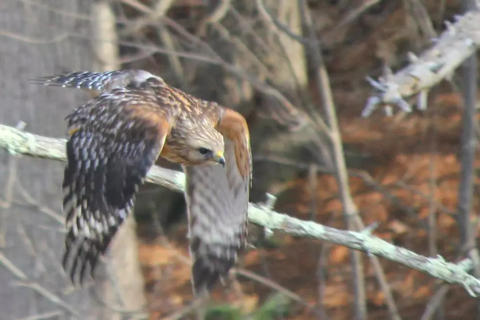 New Hampshire’s State Raptor Was Hanging Around Our Coworker’s Backyard