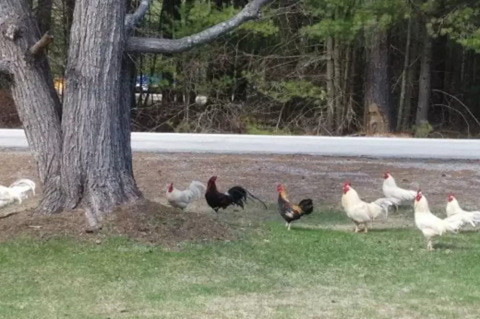 Abandoned Roosters in Berwick Maine Need a Home