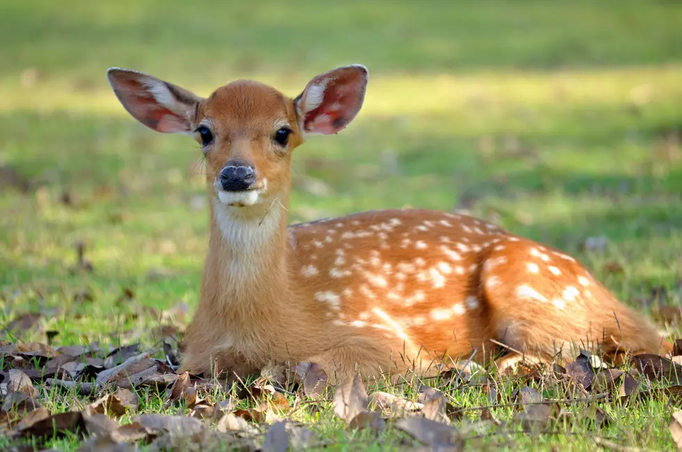 A Fawn Was Born on an Island in York, Maine, This Past Weekend