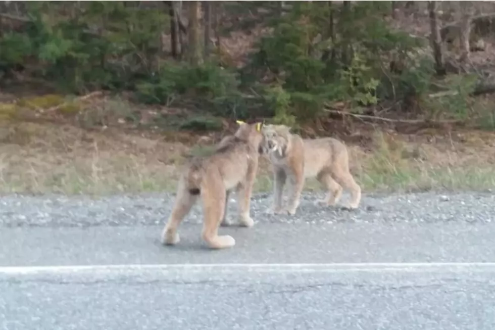 These Lynx Having A Standoff In Maine Sound Like Me Whining When I’m Cold