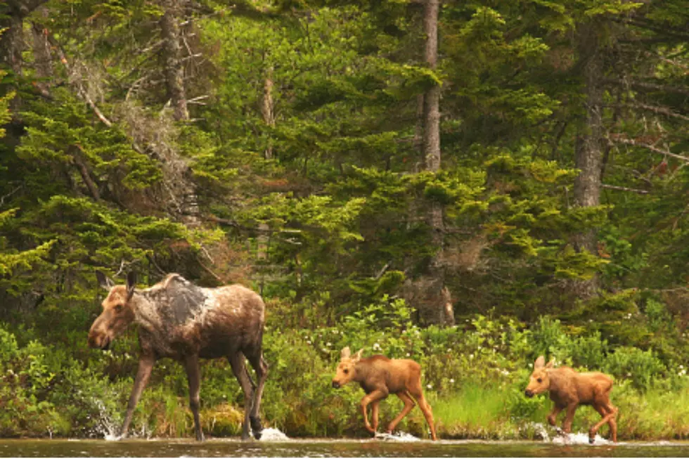 Watch This Mama Moose and Her Calves Going For An Afternoon Stroll In Maine