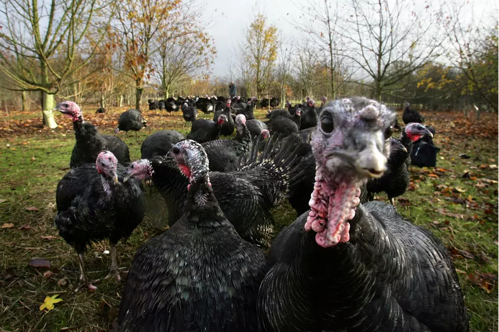 The Turkeys Have Gone Wild in Boston And People Are Afraid