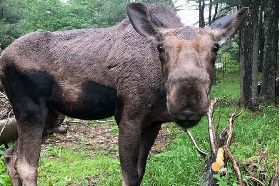 Maggie The Baby Moose From Maine Wildlife Park Celebrates a Special Milestone