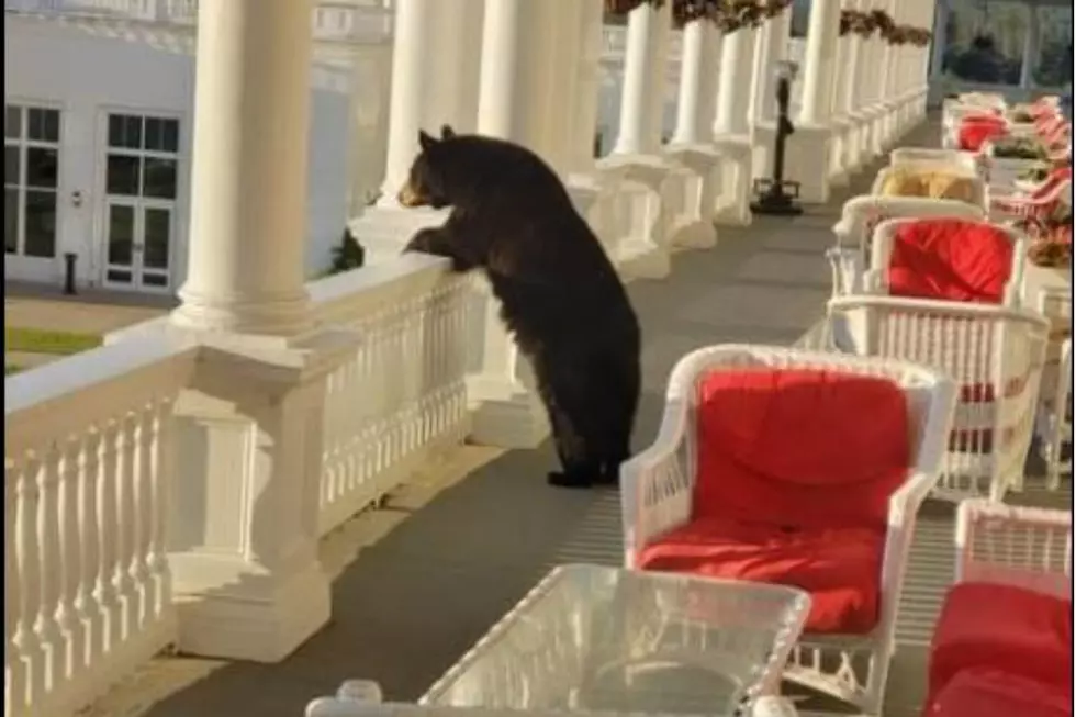 This Bretton Woods, NH, Bear Is Having a Romantic Moment