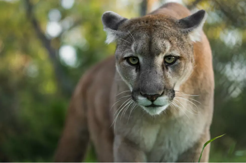 Wildlife Trackers Believe Mountain Lions Will Return to NH