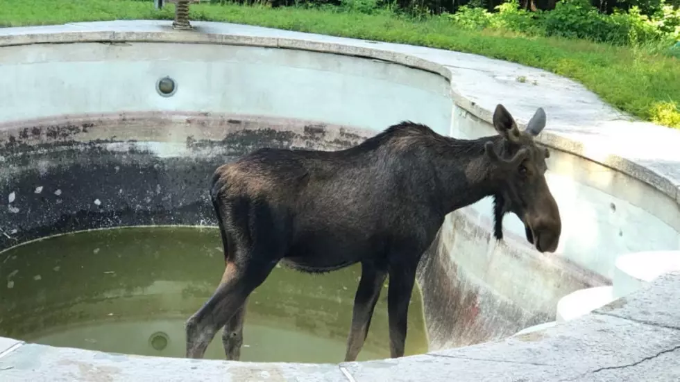 Moose In Farmington NH Tries To Cool Off Inside Someone’s Pool