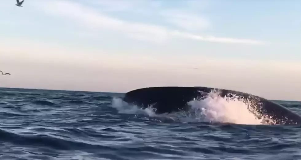 Watch Video Of 2 Whales Off Of Gloucester Get Close To Kayaker