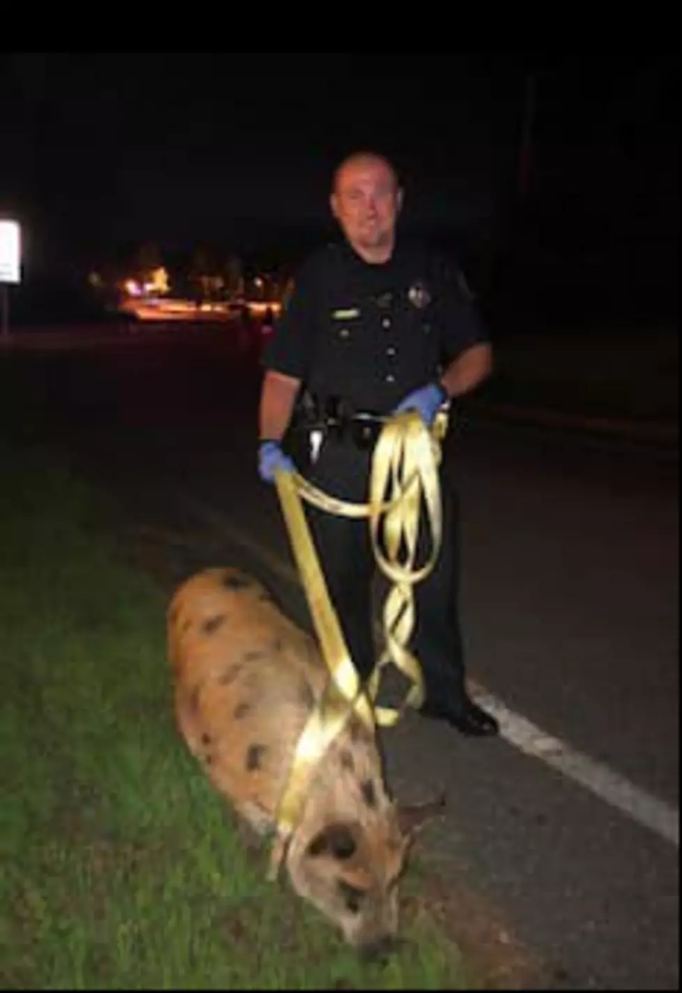 Pig Strolling Down Highland Street In East Rochester