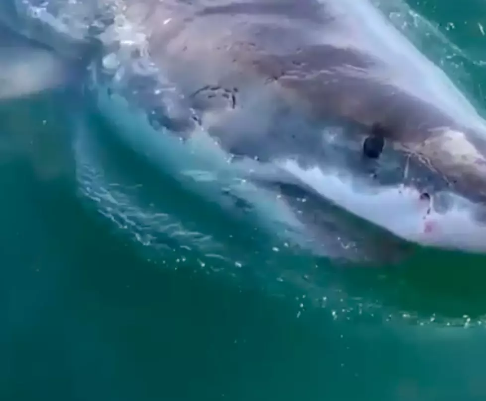 Matt Riley’s Epic Great White Shark Video Off Coast of Cape Cod