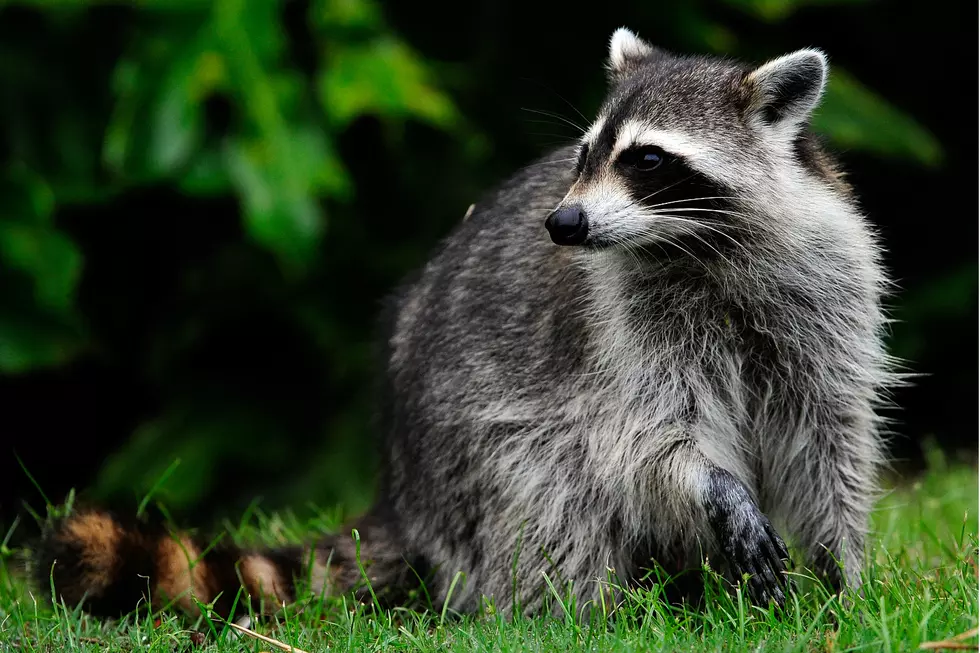 Amherst, NH, Company Develops Wheelchair for Injured Baby Raccoon
