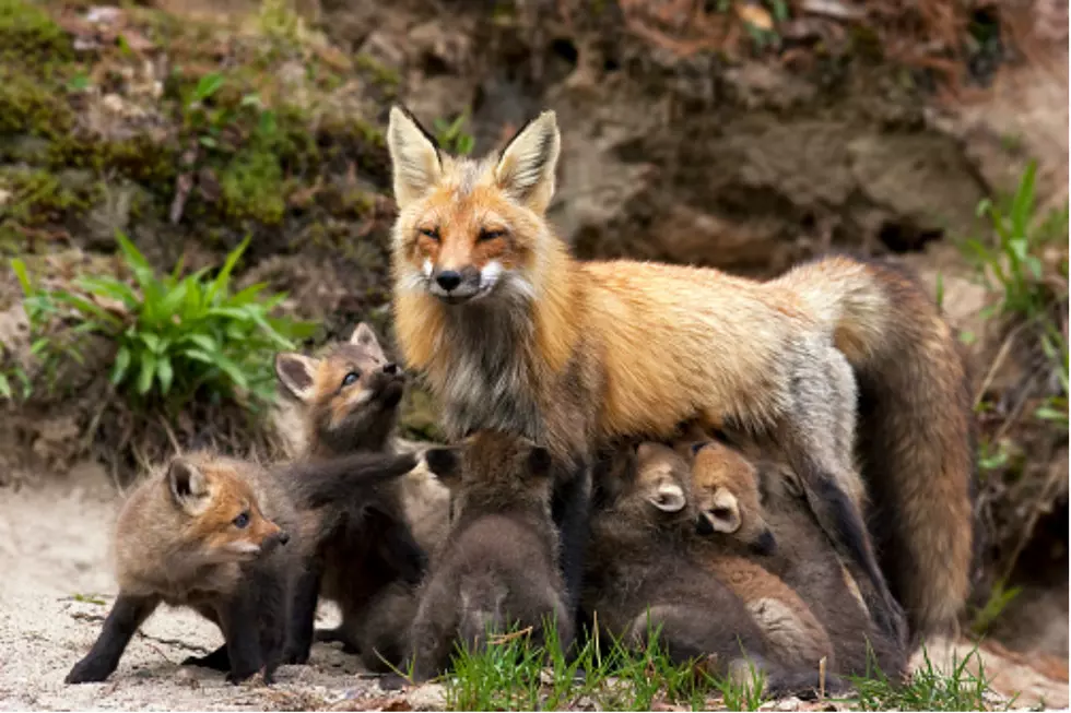 This ‘Awww’ Moment Starring Baby Foxes Happened in Lebanon, NH